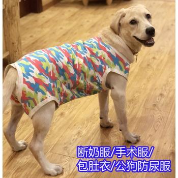 狗狗拉拉金毛斷奶服絕育大型犬