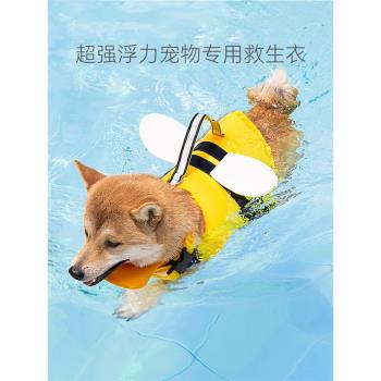 狗狗寵物泰迪法斗中型犬游泳蜜蜂
