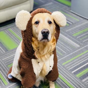狗狗衣服加絨金毛阿拉斯加薩摩耶加厚大型犬寵物的冬天冬季秋冬裝