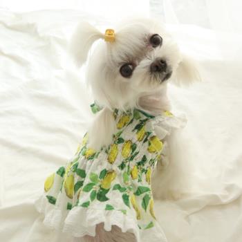 蕾絲邊檸檬碎花裙子小狗狗衣服夏季薄款泰迪比熊博美小型幼犬夏天