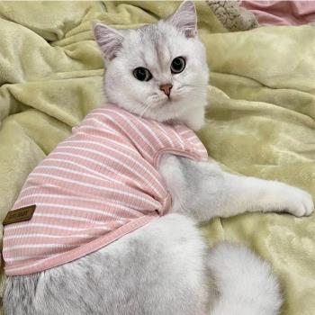 貓咪衣服純棉防掉毛薄款夏季背心無袖可愛英短布偶貓寵物狗狗夏裝