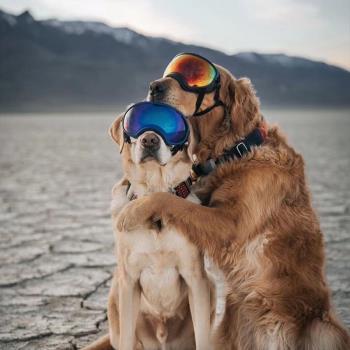 美國RexSpecs狗狗護目鏡進口軍犬眼鏡金毛狗滑雪鏡法斗戶外防風鏡