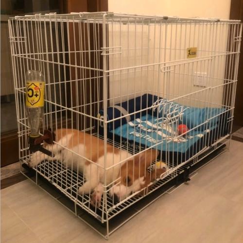 狗狗籠子帶廁所貓籠寵物法斗小型中型大型犬柵欄家用柯基分離圍欄
