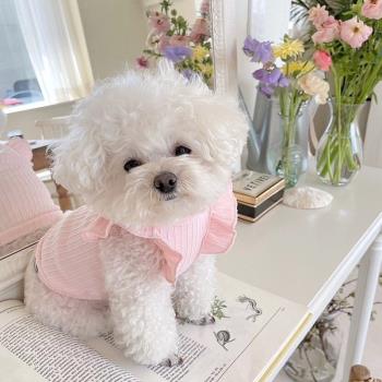 狗狗春季衣服2023新款小型犬泰迪比熊博美貴賓寵物T恤春夏裝薄款