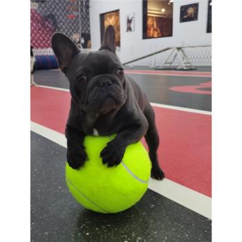 大號網球簽名球狗狗玩的彈力球玩具充氣大球柯基薩摩耶十倍快樂