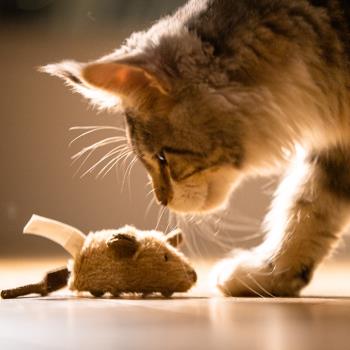 貓玩具電動小老鼠玩具逗貓棒自嗨解悶貓咪的毛絨發聲啃咬神器用品