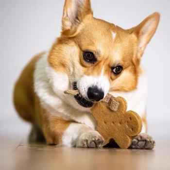 GiGwi天然橡膠小型犬幼犬寵物