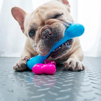 多格漫骨頭咬膠寵物狗犬磨牙玩具日本同步出售法斗日用品周邊