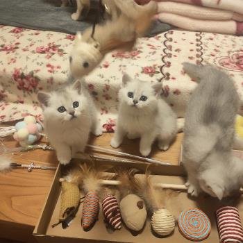 貓玩具逗貓棒套裝自嗨解悶神器老鼠美英短藍貓磨牙貓咪用品大全