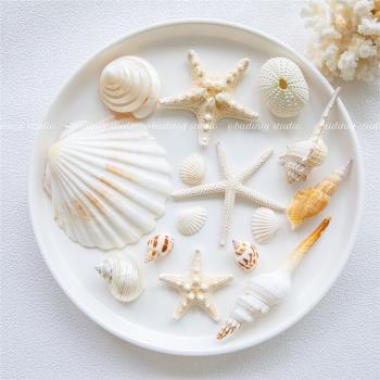 ins天然海螺海星貝殼珊瑚拍照道具 海洋地中海裝飾擺件攝影背景布