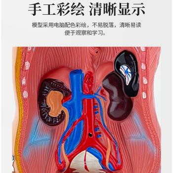 45CM醫學內臟人體器官結構軀干解剖模型心臟構造兒童可拆裝教學