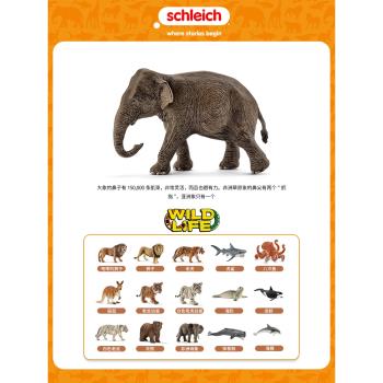 schleich思樂動物模型兒童仿真野生動物模型玩具亞洲母象14753