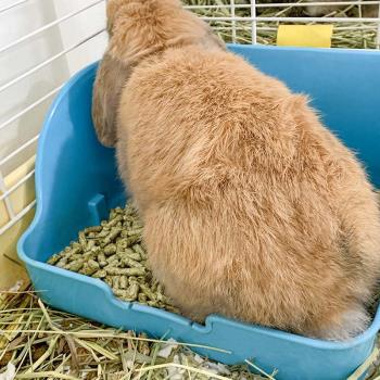 寵物兔子墊料除臭木粒2.5kg兔兔龍貓豚鼠吸水除尿騷墊材倉鼠用品