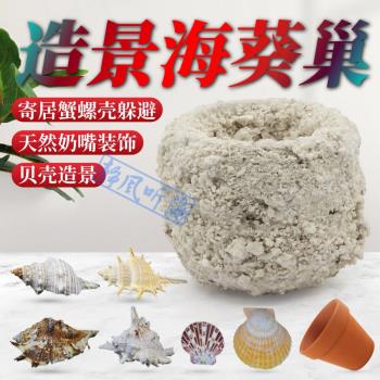 天然海螺貝殼螺海葵奶嘴防跑窩葵巢基座珊瑚水族箱魚缸造景裝飾