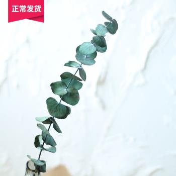 【山樹】尤加利葉天然綠葉子乾花客廳家居裝飾擺設藝術北歐風乾花