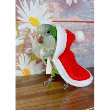 鸚鵡的衣服鳥披風玄鳳八哥圣誕裝加厚保暖外出服鸚鵡用品鳥用品