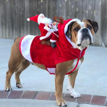 寵物狗狗圣誕服裝圣誕老人騎馬搞怪搞笑變身裝騎鹿裝貓咪節日裝扮