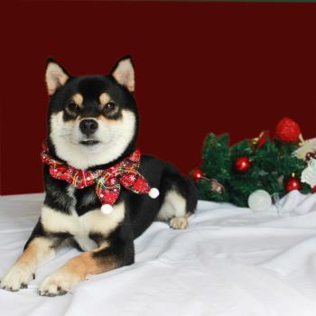 寵物飾品柴犬手工圍巾紅綠色毛球領結狗狗檸檬巾節日拍照道具圣誕