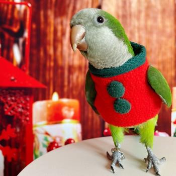 鳥衣服玄鳳加厚保暖用品室外飛行服鸚鵡保暖用品