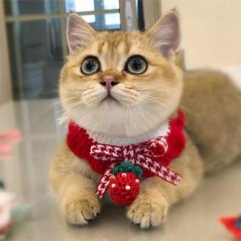 貓咪針織圍脖項圈紅色圣誕狗狗口水巾草莓寵物裝飾品新年編織圍巾