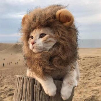 獅子貓貓裝扮耳朵搞笑圣誕寵物