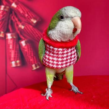 鸚鵡的衣服鳥加厚保暖用品玄鳳衣服室外飛行服喜慶新年服 格桑花
