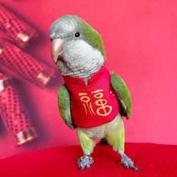 寵物鸚鵡鳥用品虎皮衣服愛情鳥玄鳳八哥衣服 喜慶新年飛行服