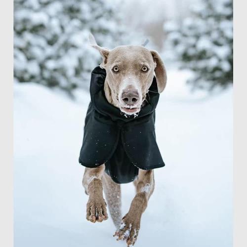 BlackDoggy狗狗衣服坎伯蘭寵物戶外軟殼夾克防水防風保暖狗沖鋒衣