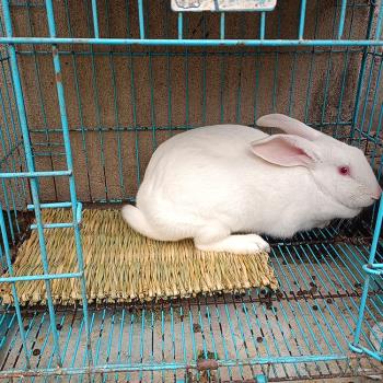 兔子腳墊專用寵物鳳眼兔冬天保暖過冬籠子墊繁殖夏季室內用品用具