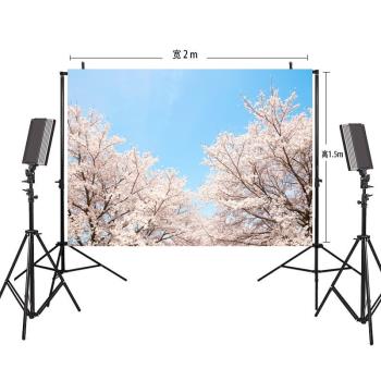 新款櫻花系列拍照攝影背景布影樓室內小紅書網紅日系和風