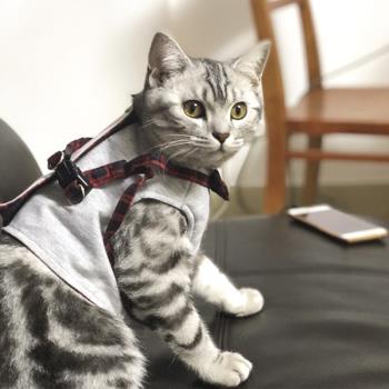 貓咪牽引繩遛貓繩背心式溜貓神器專用外出小貓繩子防掙脫背帶家用