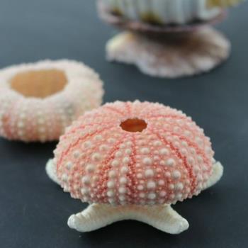 天然海膽殼 海螺貝殼情侶定情信物禮物 創意地臺櫥窗裝飾品小擺件