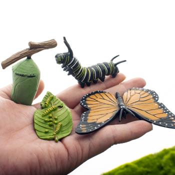 蝴蝶成長周期模型昆蟲成長過程毛毛蟲模型兒童玩具早教認證玩具