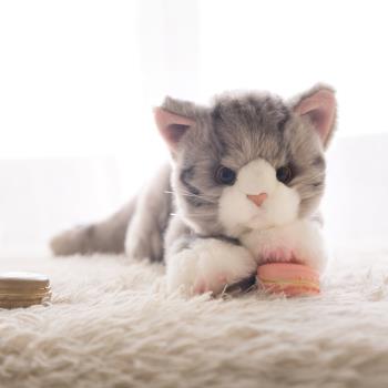 日本可愛仿真小橘貓咪毛絨玩具偶公仔英短藍白貓安撫寶寶生日禮物