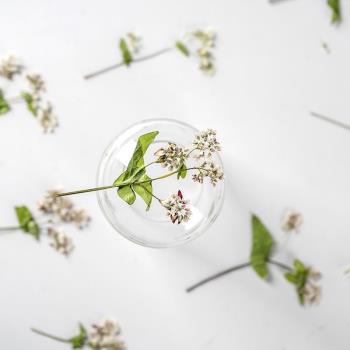蕎麥花乾花壓花天然植物標本DIY滴膠手機殼植物標本臉部裝飾相框