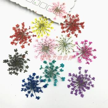 雪珠花 蕾絲花 兒童手工材料植物標本滴膠干花手機殼diy押花壓花