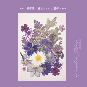 6-8寸 紫色系 壓花押花材料 DIY乾花 雛菊手機殼藝術設計植物標本