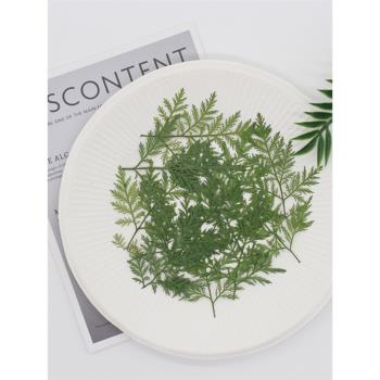 青蒿草押花植物樹葉標本滴膠手機殼兒童書簽相框貼畫DIY手工材料
