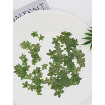 兔耳草葉上黃金葉真花真葉乾花標本滴膠壓花手機殼草莓葉子押花畫