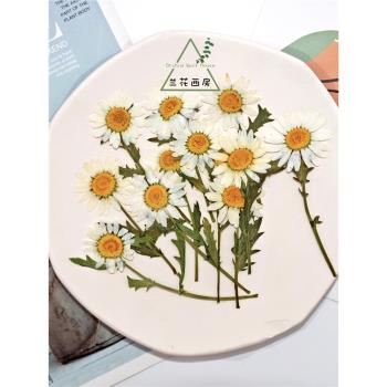 帶枝白晶菊雛菊幹花押花植物標本DIY滴膠手機殼兒童貼畫臺燈裝飾