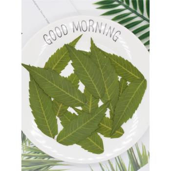火炬葉 真樹葉植物標本壓花扇子相框書簽DIY手工滴膠乾花手機殼