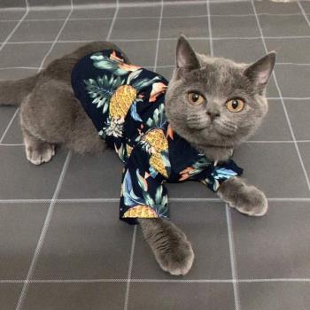 貓咪衣服春夏季薄款襯衫背心狗狗貓衣服可愛幼貓小貓泰迪服飾用品