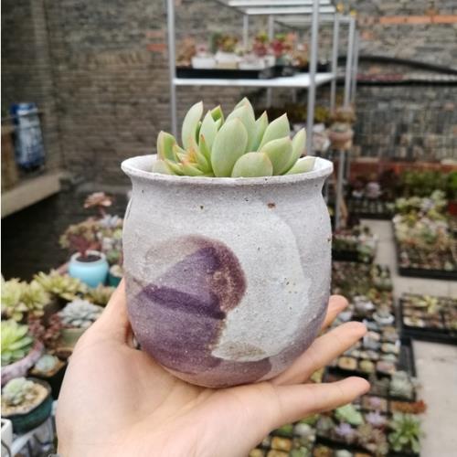 景德鎮粗陶多肉花盆 電窯透氣吸水控型 手工拉坯簡約寬高9-11左右
