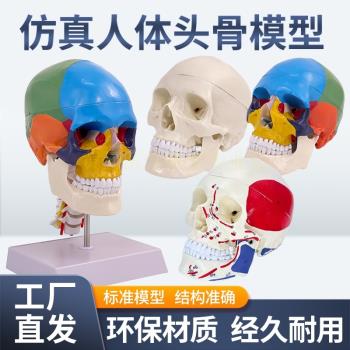 成人1：1醫學模擬人體頭骨模型頭顱骨解剖數字編碼標識骷髏標本