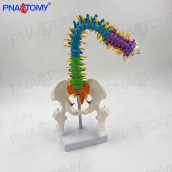 Pnatomy 人體脊柱模型人體脊椎醫用正骨練習骨骼模型頸椎腰椎骨架