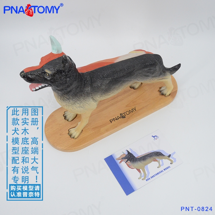 狗骨骼模型犬科頭骨牙齒耳朵皮膚貓狗骨架解剖模型教學展示用品|其他