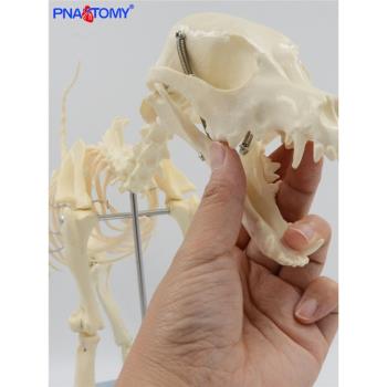 狗骨骼模型犬科頭骨牙齒耳朵皮膚貓狗骨架解剖模型教學展示用品