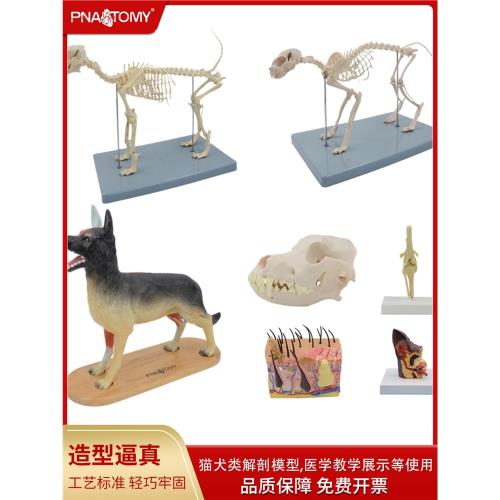 狗骨骼模型犬科頭骨牙齒耳朵皮膚貓狗骨架解剖模型教學展示用品|其他