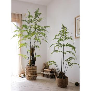 大型模擬蕨類綠植金毛狗蕨猴頭蕨仿生植物茶室落地客廳擺件侘寂風