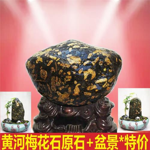 正宗梅花玉天然原石菊花荷花雪花石盆景魚缸造景手把件黃河奇石|裝飾擺